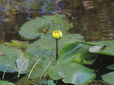 [One partially-opened yellow bloom at the top of a thick green stem extending at least eight inches above the water. There are thick  very large oval leaves to the right of the bloom although am not sure they are for the same plant. Other large leaves float atop the water on the other sides of the flower.]